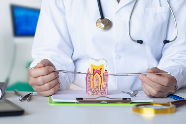Best Emergency Dental Care for Broken or Chipped Teeth in St Joseph, MN